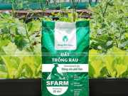 Bao Bì Đất Trồng
